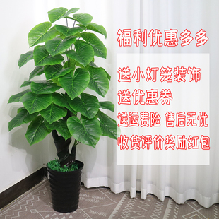 仿真滴水观音绿萝植物盆栽塑料假树大型H客厅落地装 饰室内绿植盆