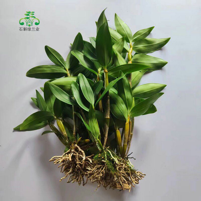球花石斛兰春夏四季常青室内阳台C庭院盆栽观赏绿植物花卉寄生吊