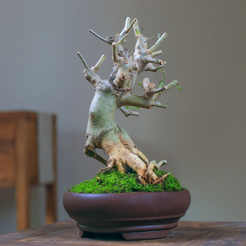对节白蜡矮霸老桩一n物一拍坨坨桩造型盆景桌面绿植庭院阳台盆栽