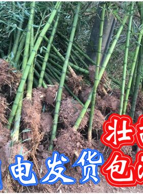 雷竹苗种植食用冬笋斑竹早园竹石竹刚H竹桂竹毛竹大型楠竹苗子带