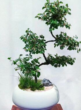 珍珠梅盆景 花卉植物带花sv型造型老桩室外阳台庭院多年生耐热好