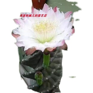 仙人掌龙卷风笔直粗状有根仙人柱室内H客厅阳台美观霸气易养护盆