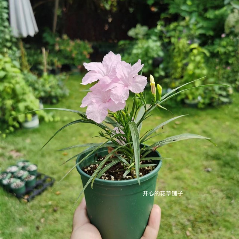 耐阴耐热 带花矮生翠芦莉盆栽 B多年生 适合新手 庭院阳台花园