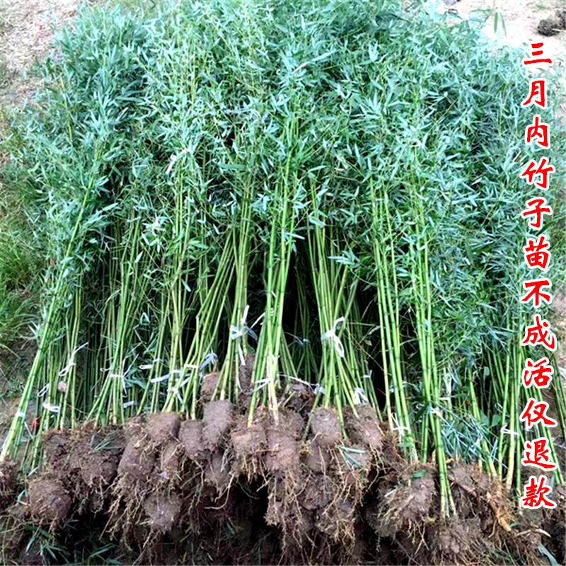 绿植花卉庭院室外大型佛肚竹v盆栽 罗汉竹盆栽室内观赏竹 竹子植