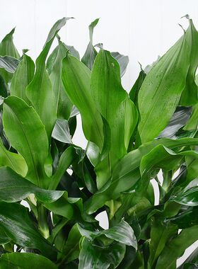 螺纹铁绿植盆栽办公室内净化空B气常绿花大中型观叶植物耐阴花卉
