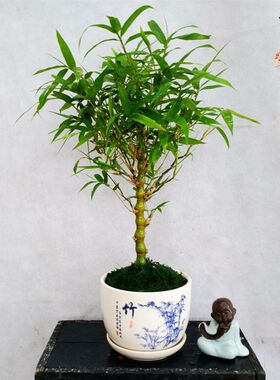 佛肚竹 罗汉竹盆景 室内t盆栽 凤尾竹米竹庭院竹苗 假山吸水石竹