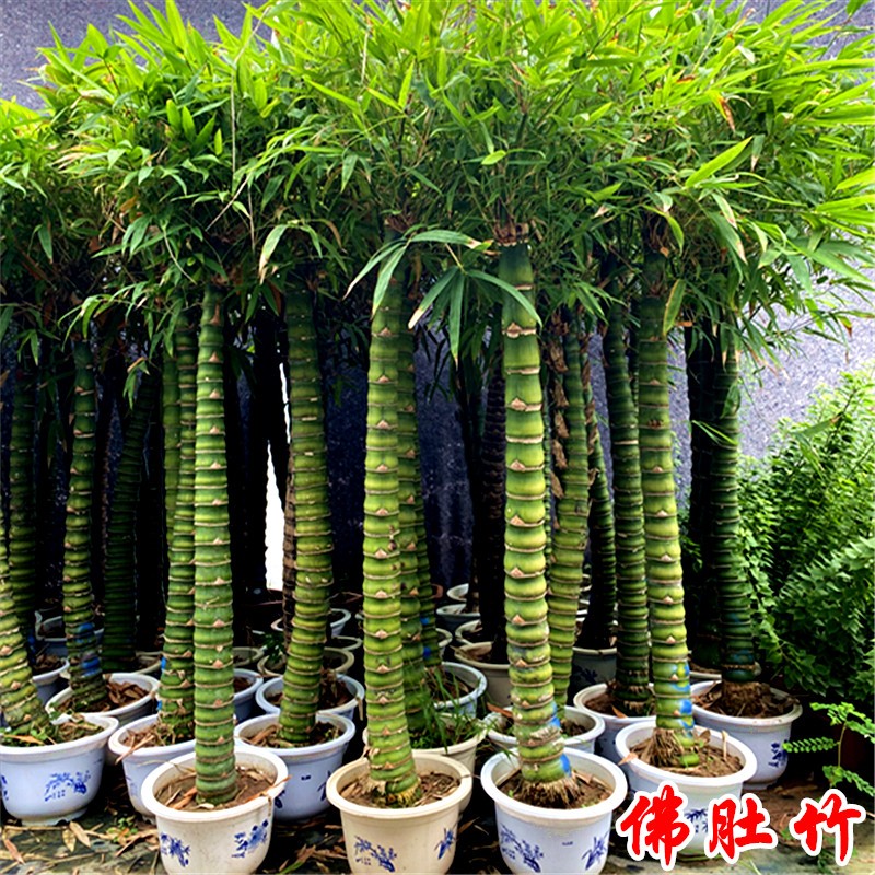 绿植花卉庭院室外大型佛肚竹盆栽 罗汉竹盆栽室内观赏竹. 竹子植