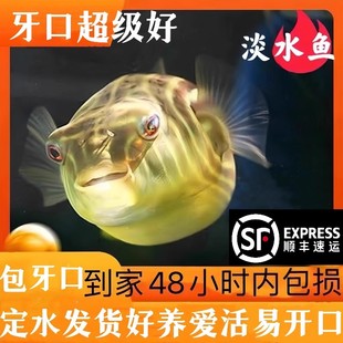 斑马狗头河豚鱼斑狗头鱼苗热带鱼观赏鱼淡水河豚凶猛鱼苗活体 包邮
