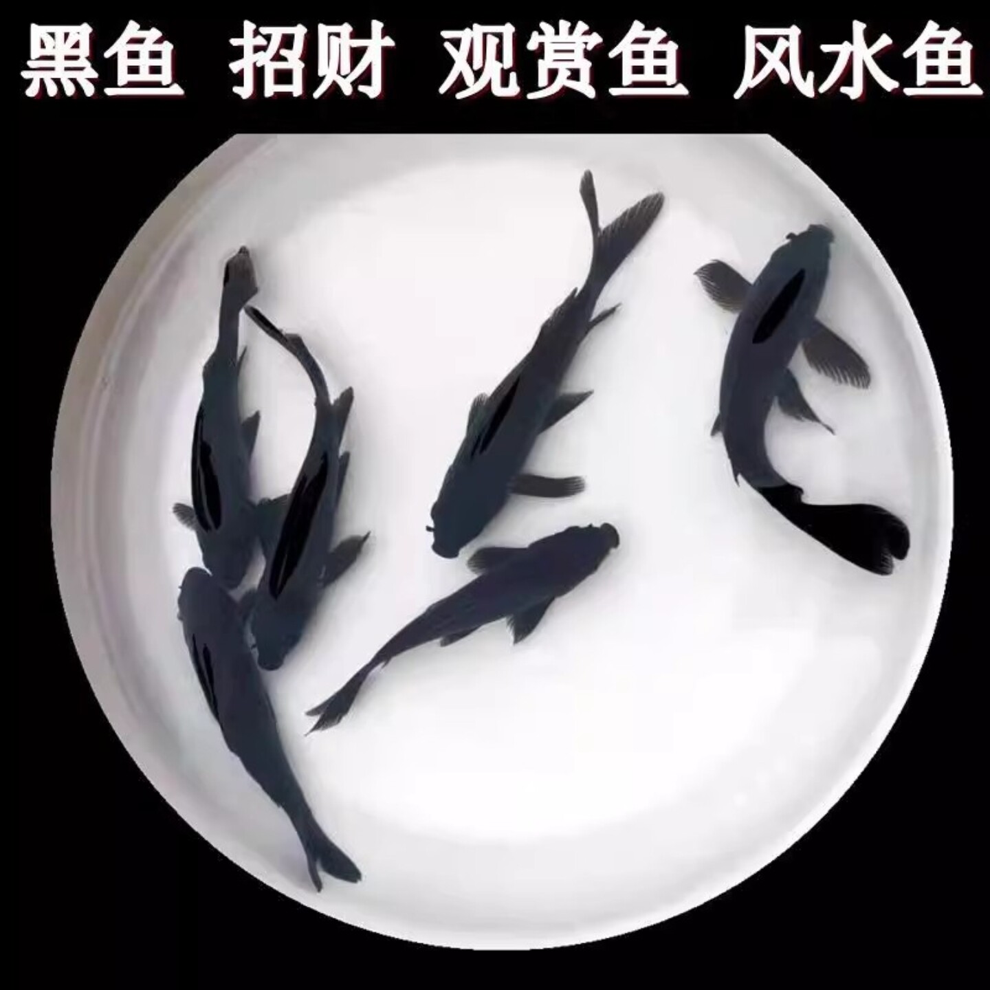 纯种黑彗星黑草金蝴蝶鲤镇宅黑鱼招财鱼好养耐活冷水观赏鱼锦鲤鱼