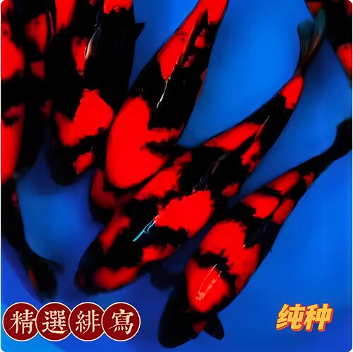 日本锦鲤红黑黑白绯写白写昭和