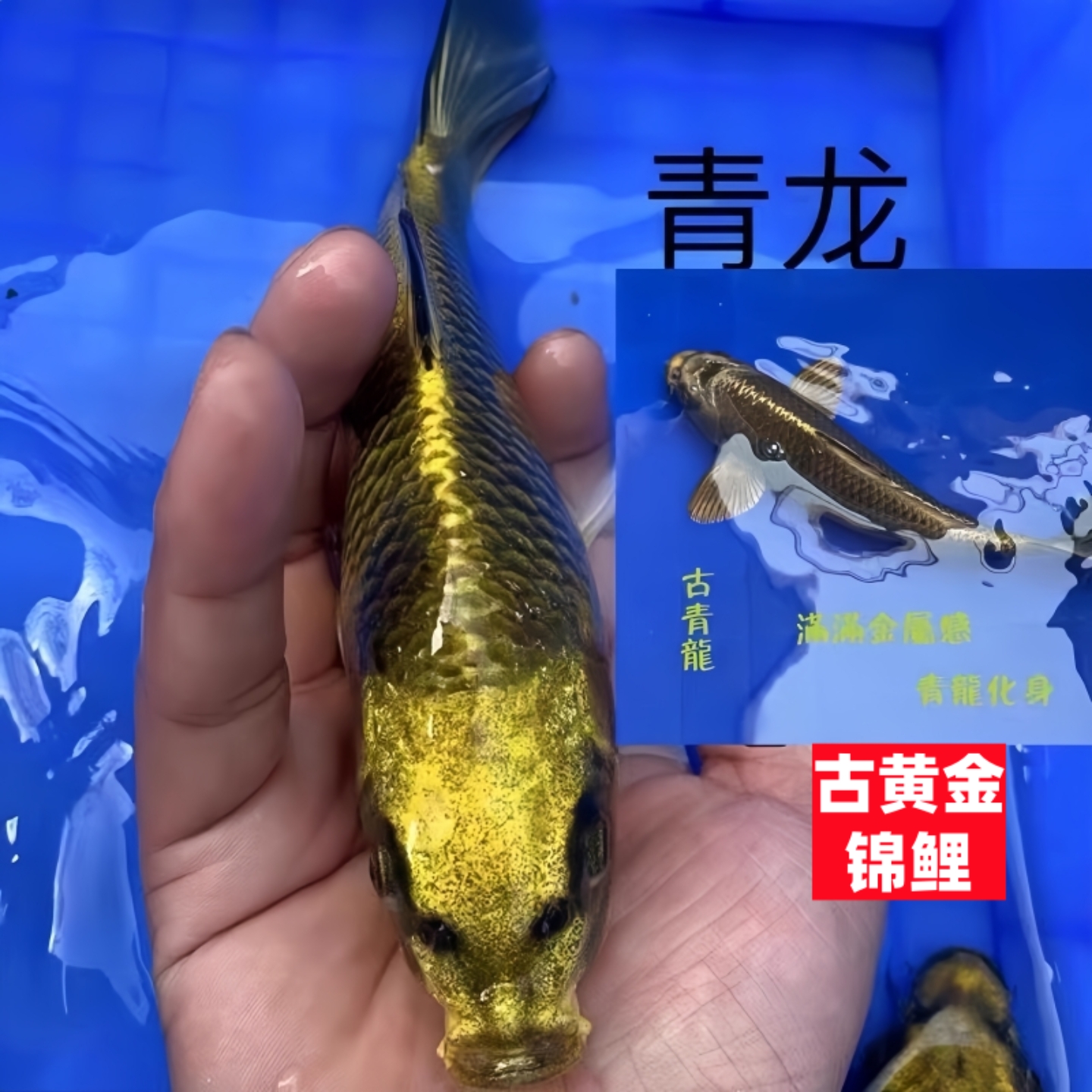 锦鲤活鱼观赏鱼好养耐活自来水