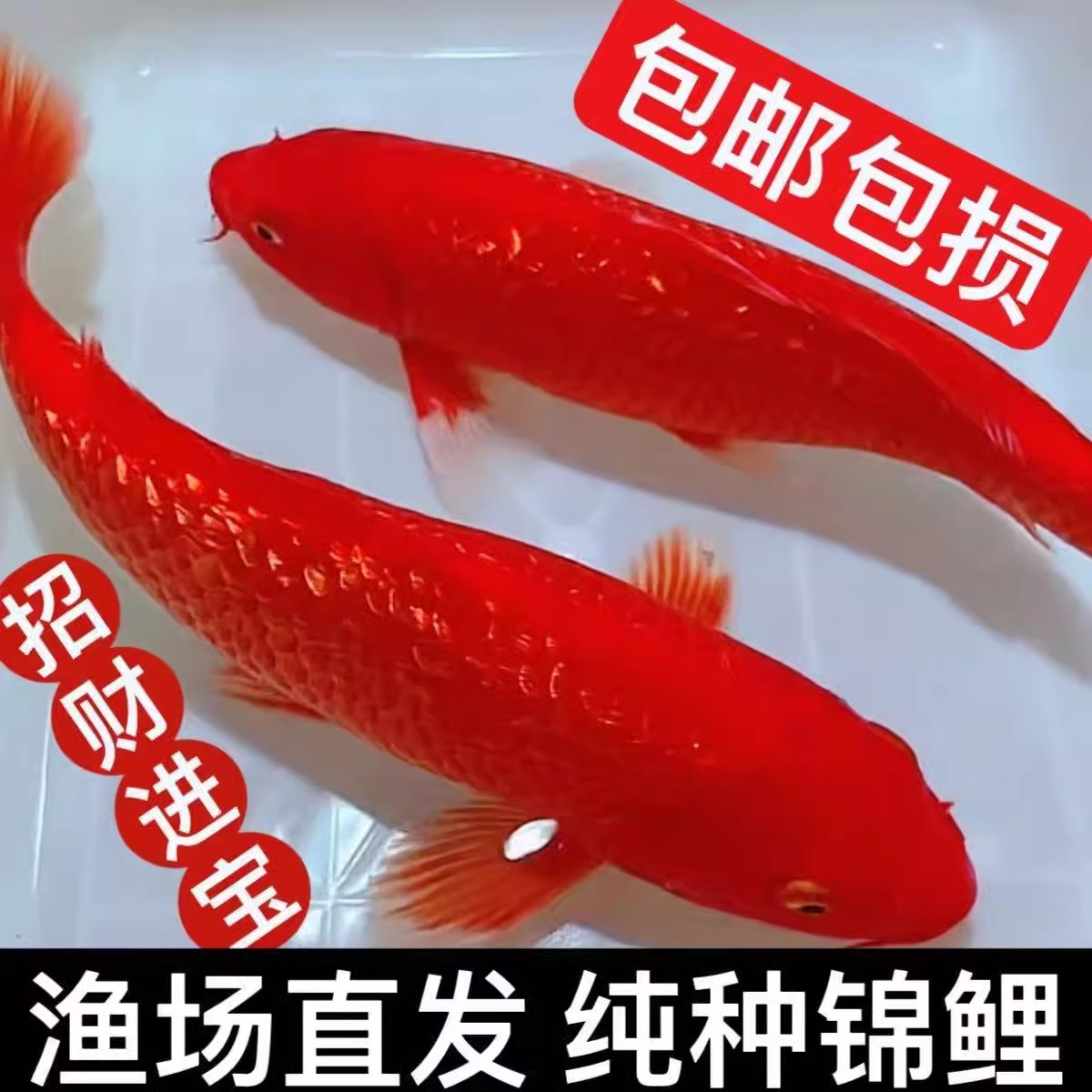 精品火鲤纯红锦鲤观赏鱼闪鳞火鲤