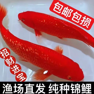 精品火鲤纯红锦鲤观赏鱼闪鳞火鲤