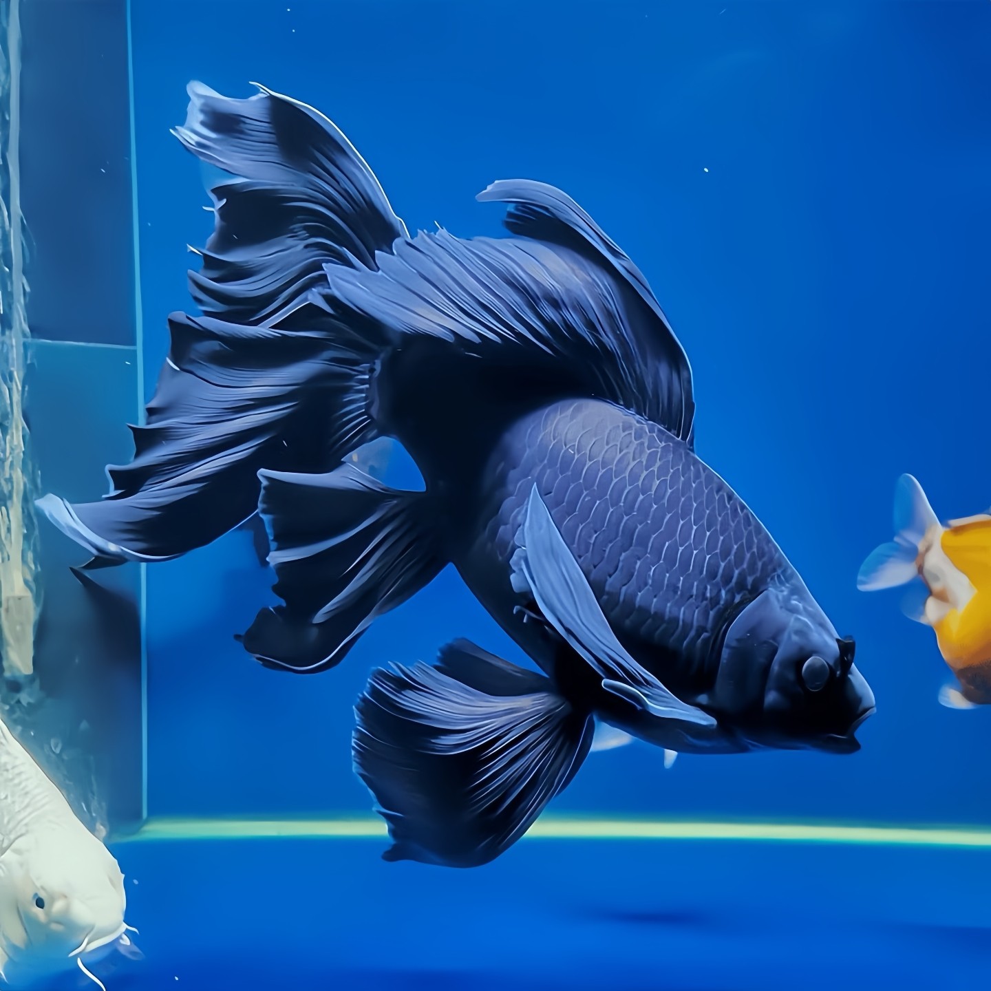 观赏鱼自来水黑彗星蝴蝶鲤黑色纯种锦鲤长尾墨蝶冷水好养耐活淡水