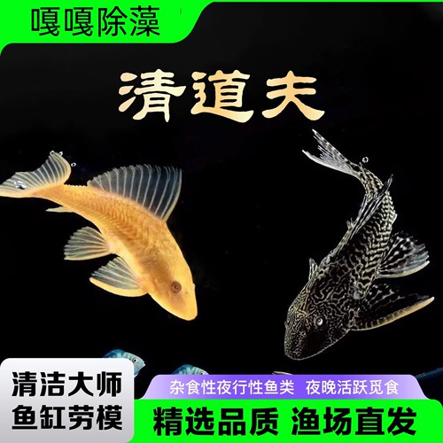 清道夫清洁鱼吃鱼粪便的工具鱼