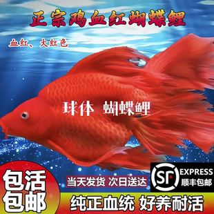 鸡血红高背球体蝴蝶鲤冷水鱼淡水观赏鱼黑彗星蝴蝶鲤活鱼好养耐活