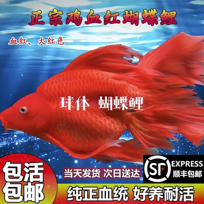 高背球体蝴蝶鲤熊猫蝴蝶鲤冷水鱼