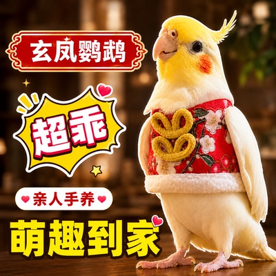 玄凤鹦鹉活鸟手养亲人会说话