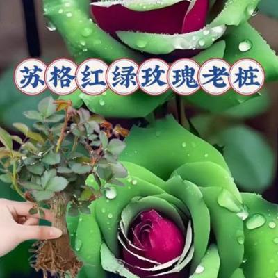苏格兰红绿玫瑰花苗老桩盆栽月季蔷薇室内外阳台四季品种当年开花