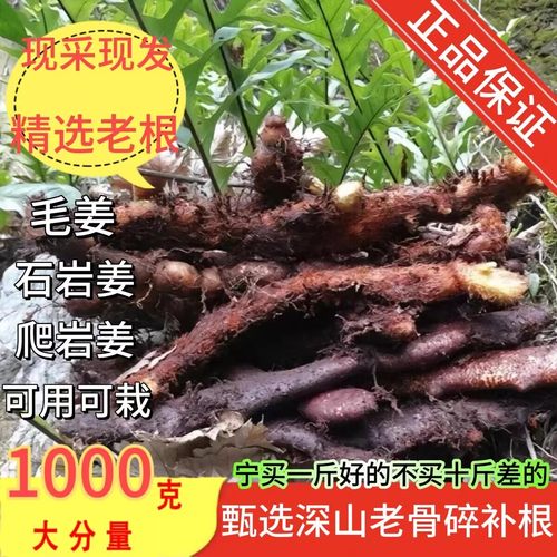 纯深山新鲜老根骨碎补毛姜爬岩姜