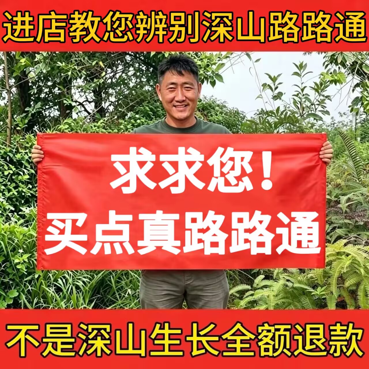 深山路路通正品枫树果新货泡茶水