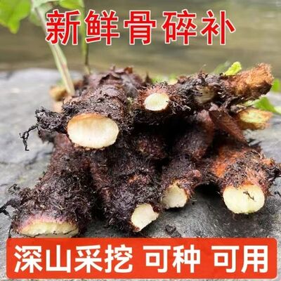 纯野生新鲜老根骨碎补毛姜爬岩姜