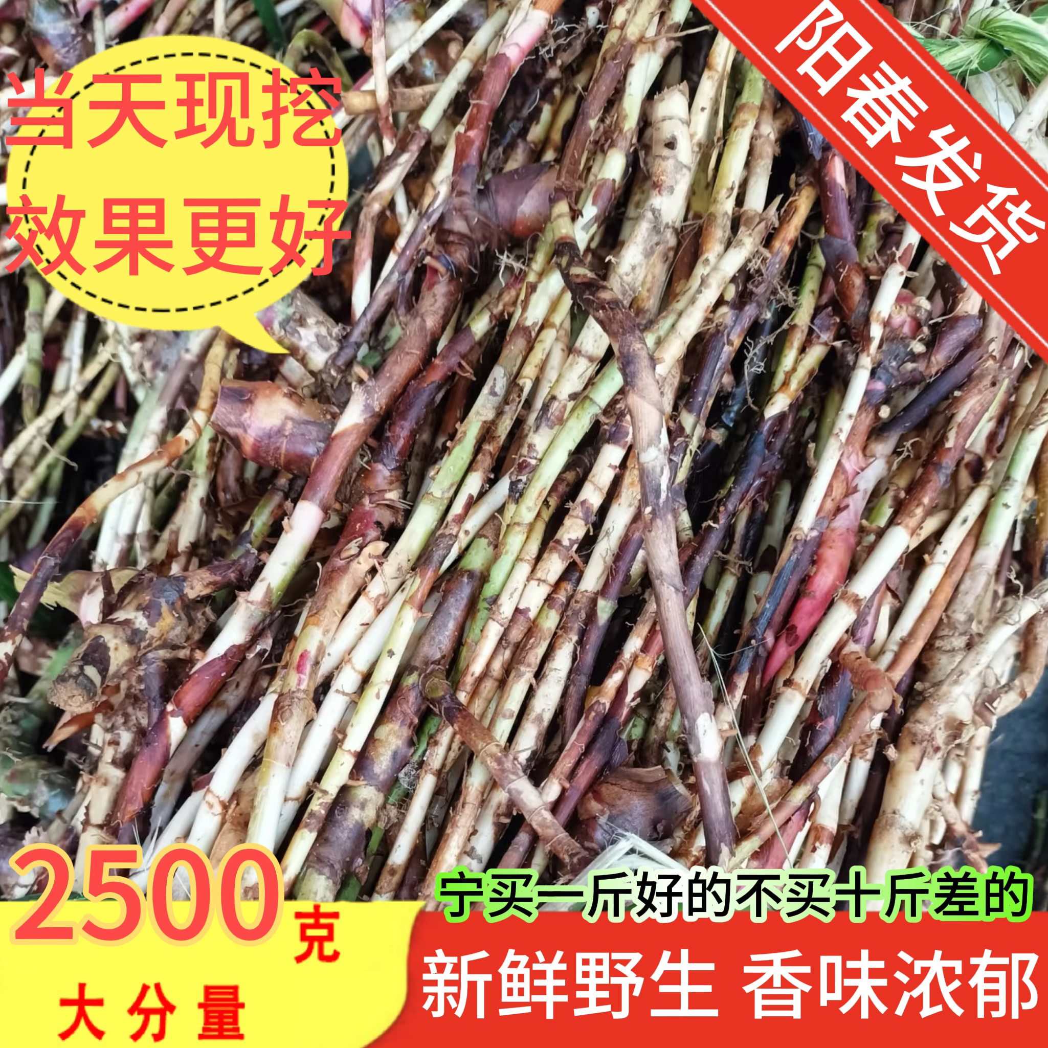 新鲜现挖正宗阳春春砂仁根砂仁头砂仁颈砂仁藤砂仁苗特产煲汤沙仁