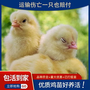 小鸡活体小鸡仔活的网红小黄鸡家养宠物三黄鸡仔可爱迷你小鸡零售