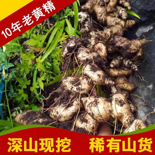 深山老黄精新鲜正宗老虎姜型野生5-10年鸡头参中药材正品多花现挖