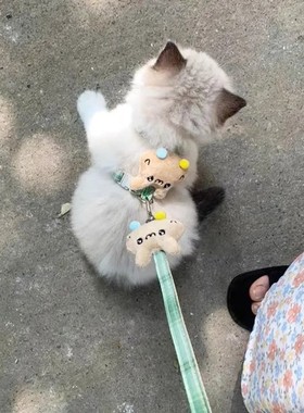 猫咪牵引绳防挣脱外出专用溜猫绳小型犬幼猫胸背带绳子可调节绳子
