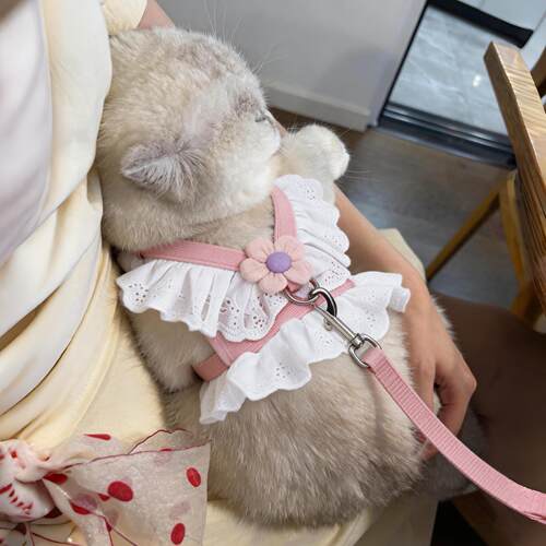 阿莫尔猫狗胸背牵引绳防挣脱可调