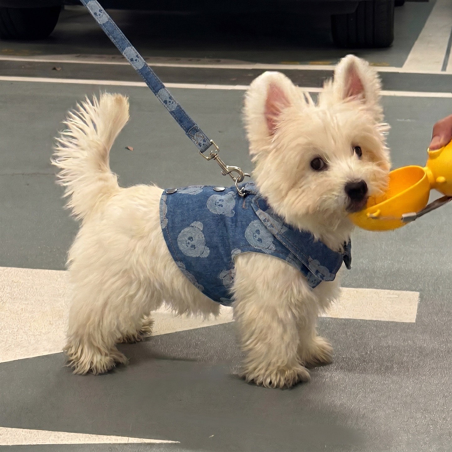 狗狗牵引衣服牛仔透气胸背带背心式小型犬遛狗绳子防挣脱外出专用