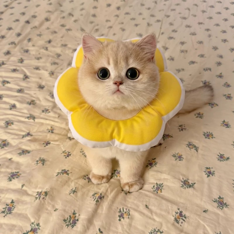 伊丽莎白圈猫咪头套宠物防咬软圈小型犬防舔神器绝育项圈幼猫头罩