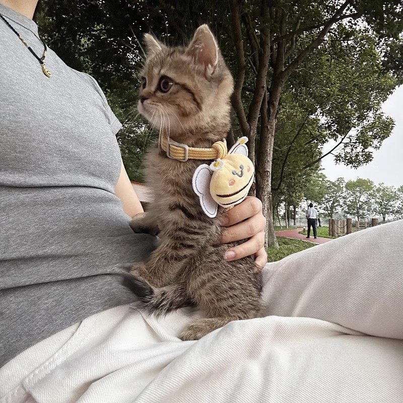 小蜜蜂猫咪防走失牵引绳可调节