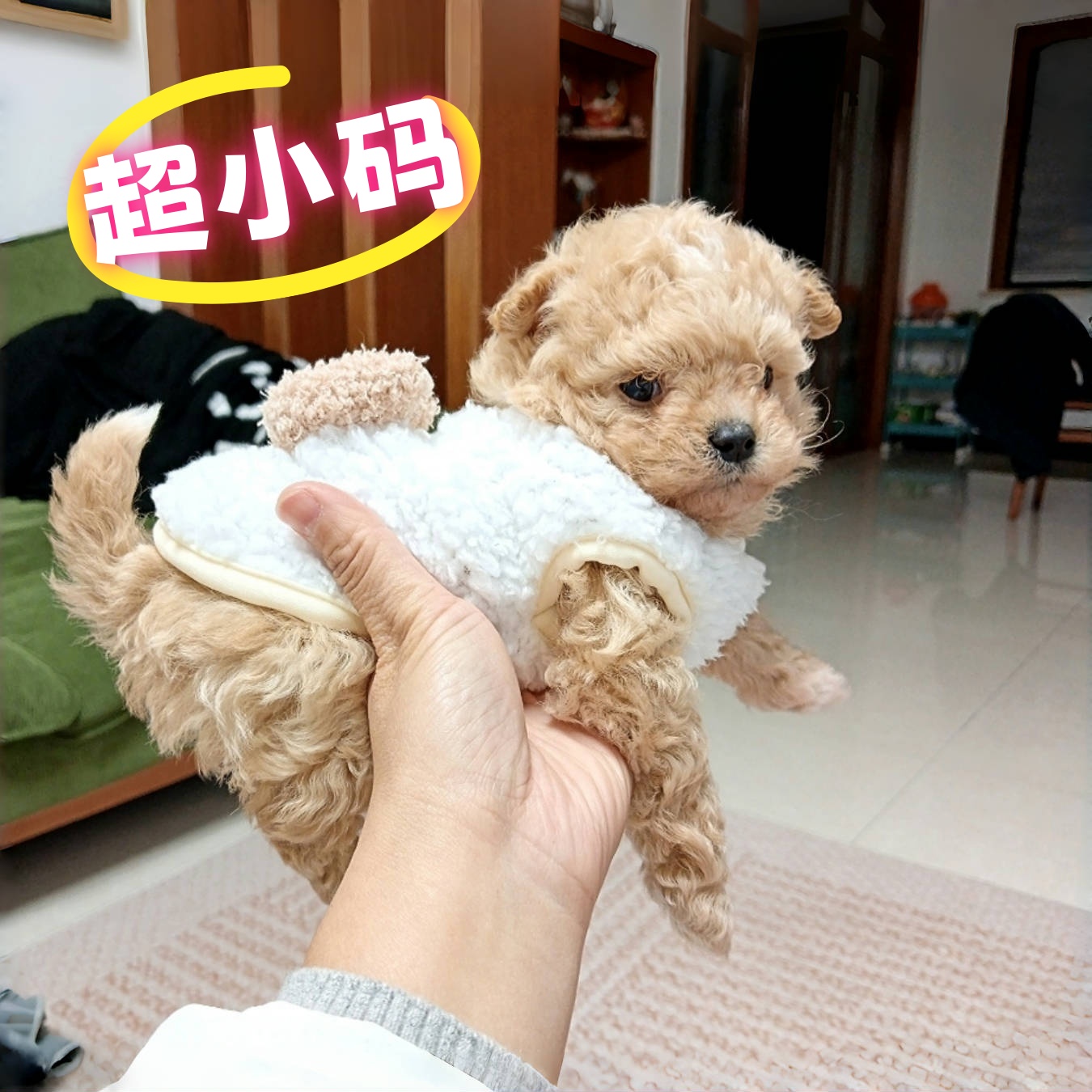 超小茶杯狗加绒加厚保暖背心衣服