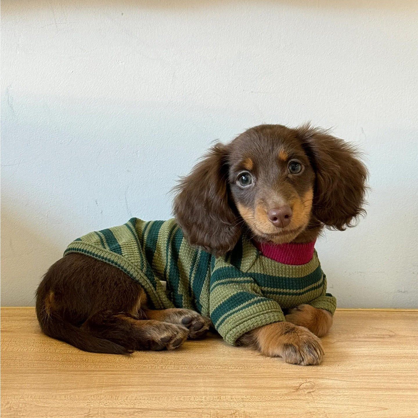 狗狗衣服春秋装条纹背心墨绿色衣服腊肠狗泰迪秋季衣服舒适猫衣服