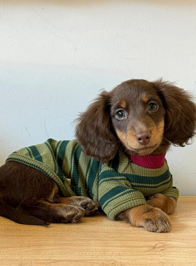 狗狗衣服春秋装条纹背心墨绿色衣服腊肠狗泰迪秋季衣服舒适猫衣服