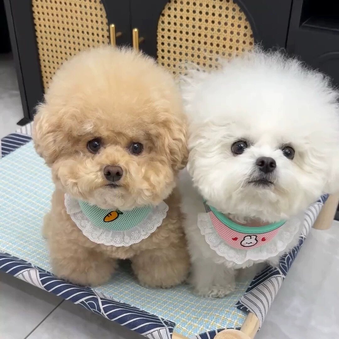 狗狗牵引绳防挣脱口水巾图片