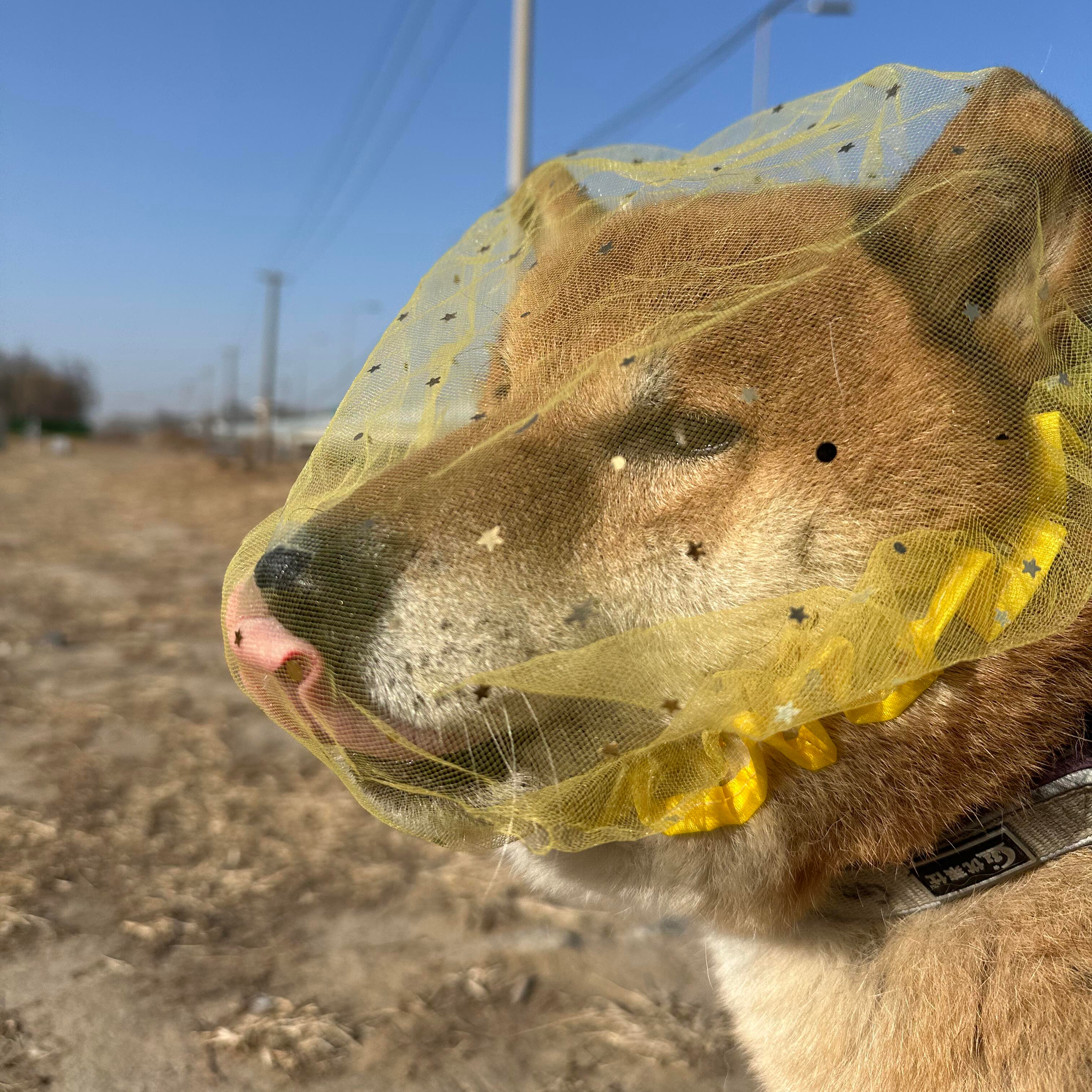 中小型犬透气防舔防误食柴犬嘴套