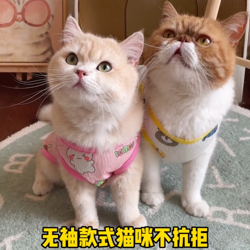 猫咪衣服宠物夏季小狗泰迪比熊雪纳瑞小型犬可爱满印网眼牵引背心