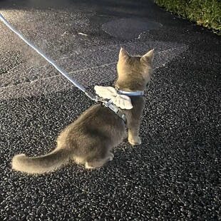 猫咪牵引绳翅膀工字可调节遛猫绳子可爱翅膀幼猫胸背带宠物用品