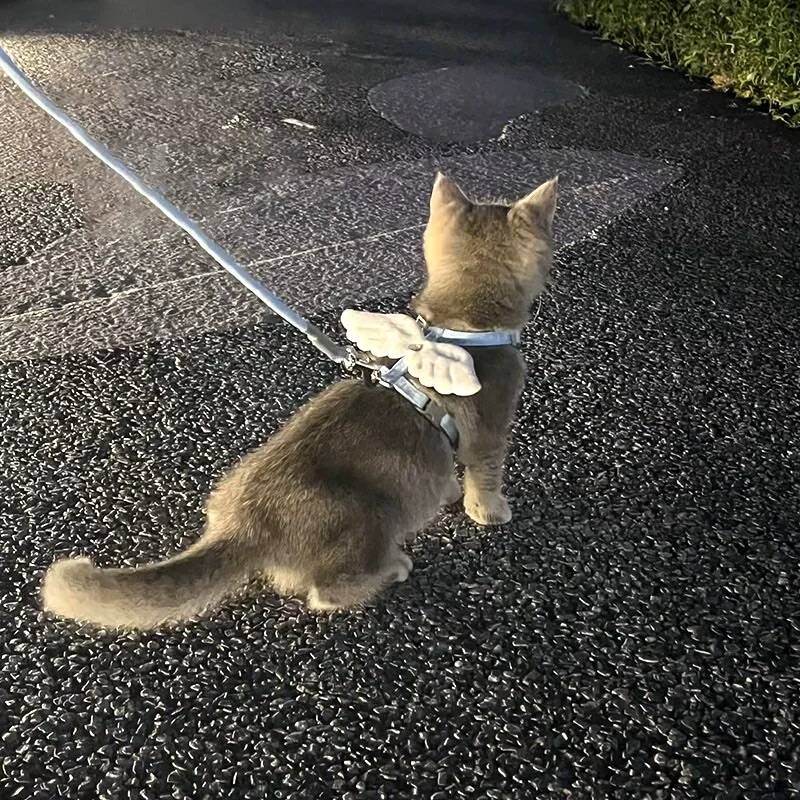 猫咪牵引绳翅膀工字可调节遛猫绳子可爱翅膀幼猫胸背带宠物用品