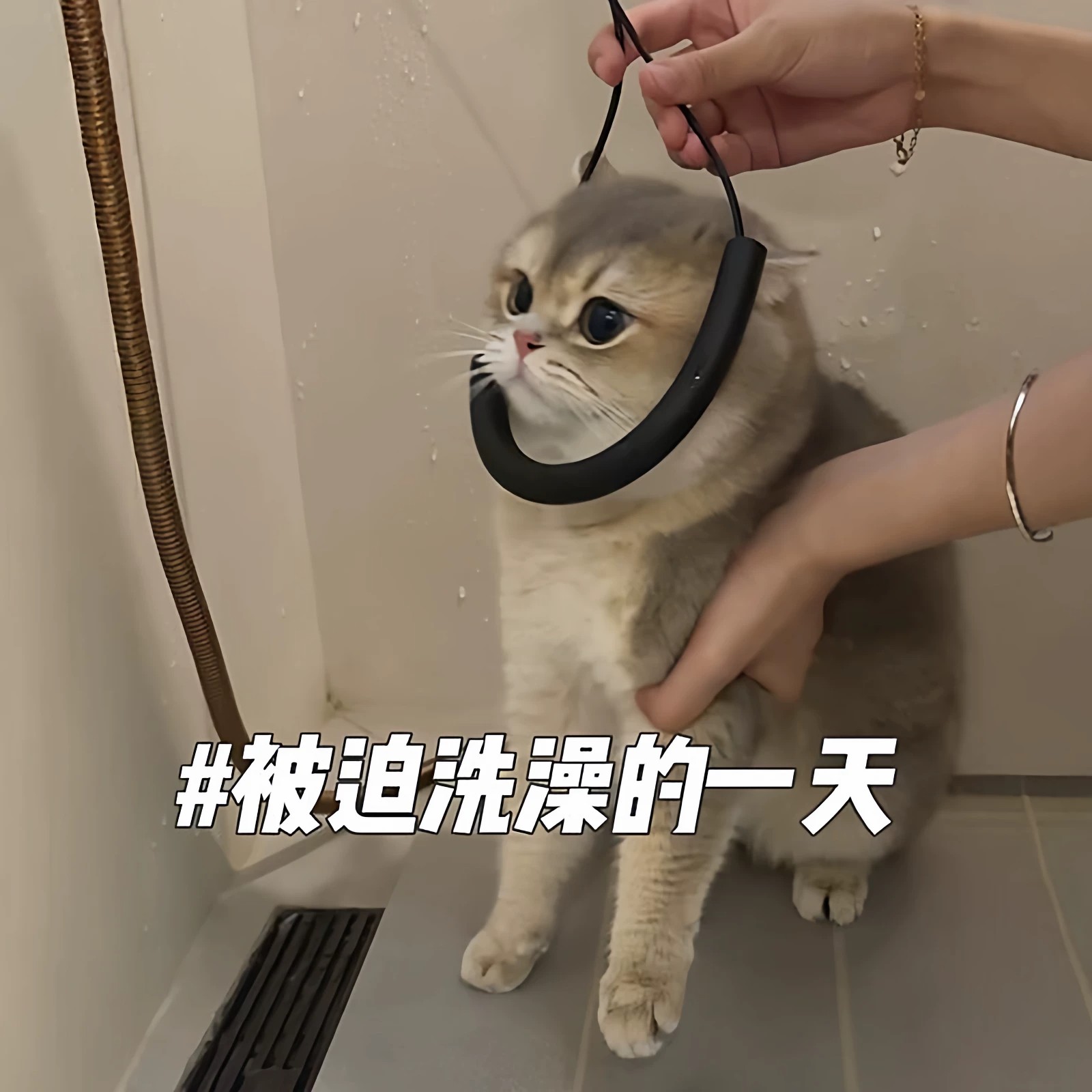 阿莫尔猫咪洗澡防爆冲吸盘牵引绳