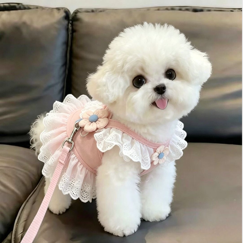 狗狗牵引绳遛狗绳猫绳
