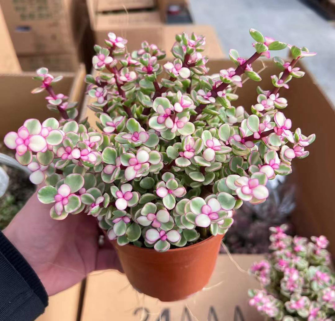【基地直供】花卉多肉植物办公室桌面小盆栽雅乐之舞35装
