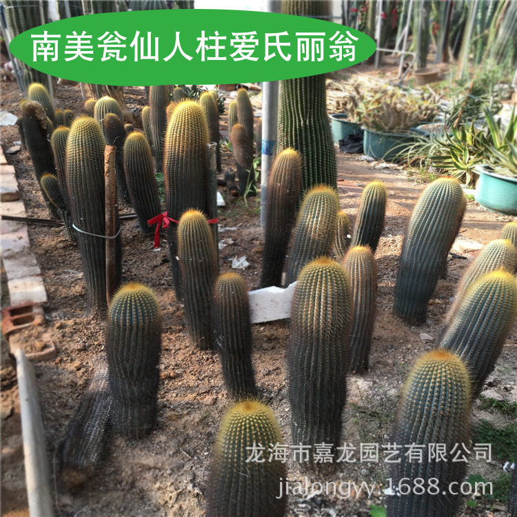 南美瓮仙人柱爱氏丽翁红花仙人柱植物景观布置展览多浆植物园林
