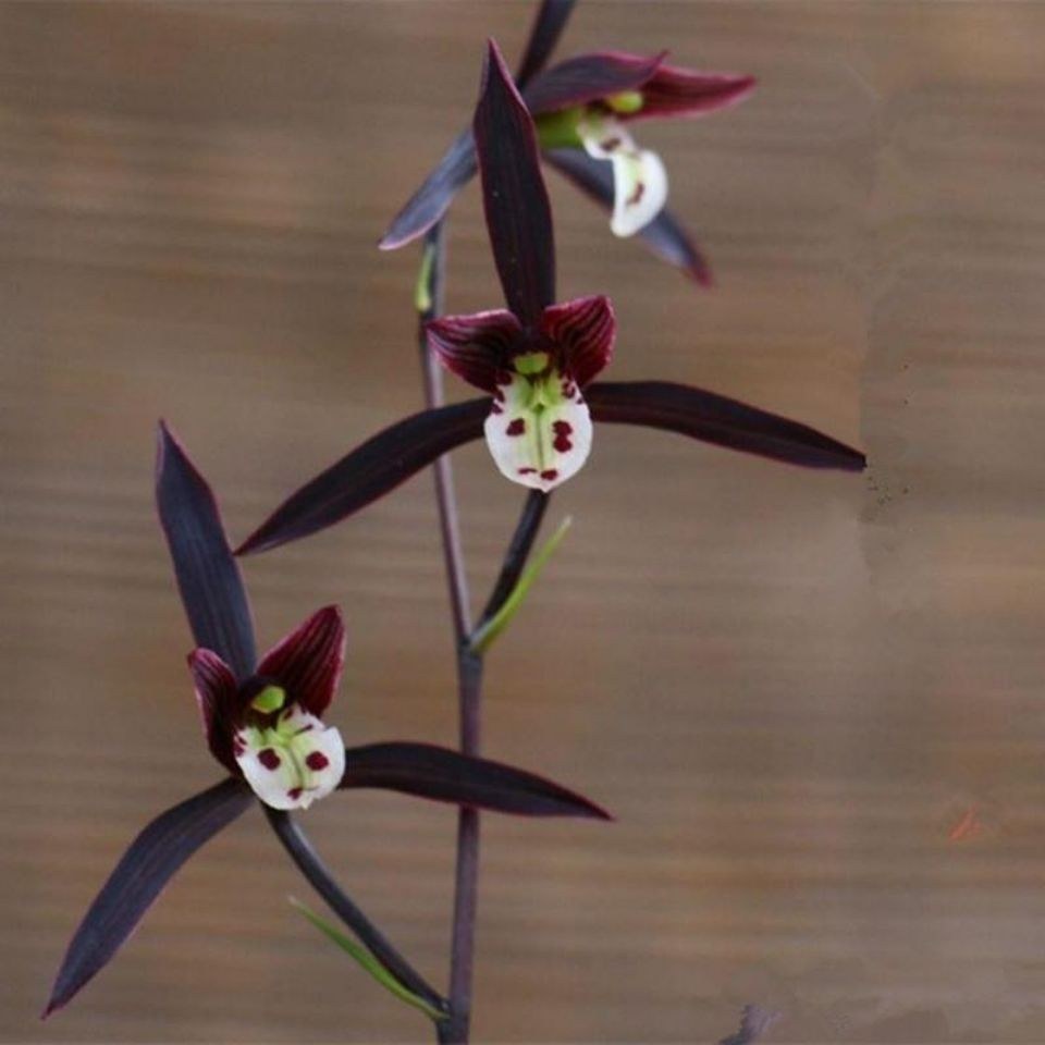 7-12月带花苞浓香型兰花大全【紫猫】室内外阳台花卉绿植当年盆栽