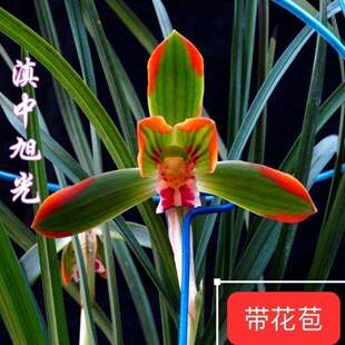 带花苞春兰自然老种浓香兰花苗【滇中旭光】绿植花卉园艺室内盆栽