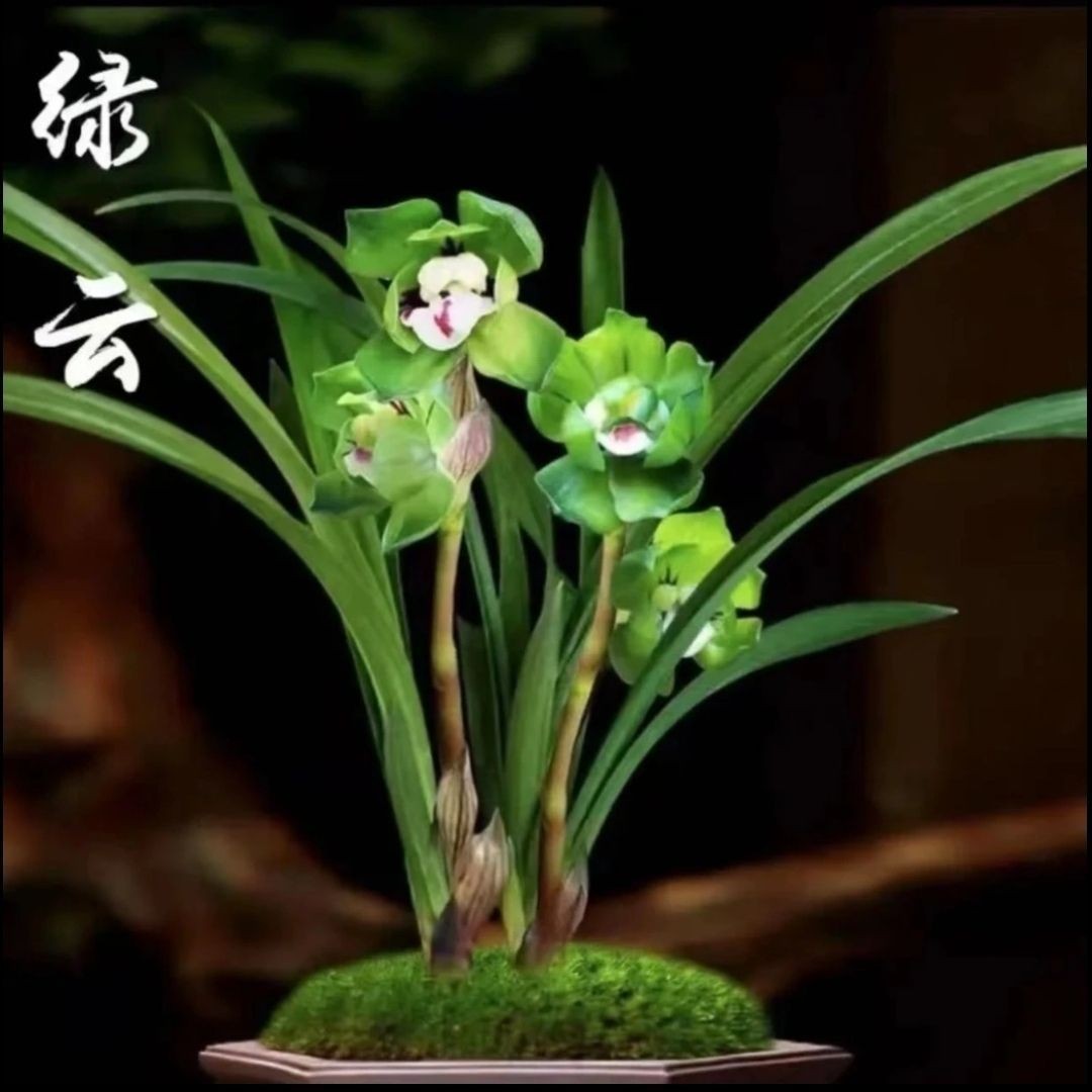 绿云皇后老品种室内花卉绿植兰花