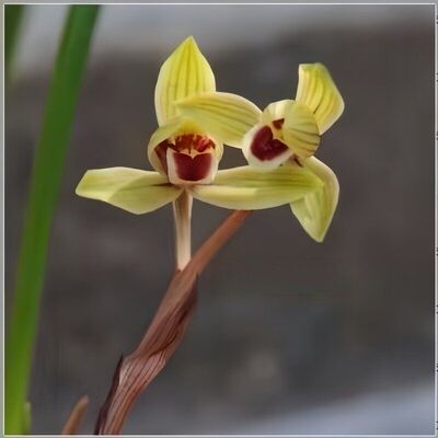 带花苞春兰自然种植兰花苗色花【金龙献宝】绿植花卉室内外盆栽